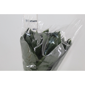 FOLHAGEM ASPIDISTRA ELATIOR 060 CM
