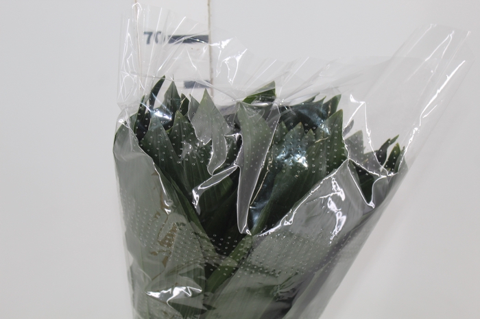 <h4>FOLHAGEM ASPIDISTRA ELATIOR 060 CM</h4>