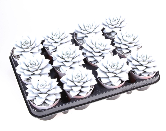 <h4>Echeveria purpusorum</h4>