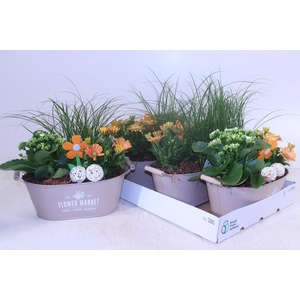 ARR TUINPLANTEN