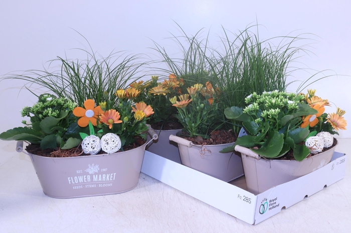 <h4>ARR TUINPLANTEN</h4>