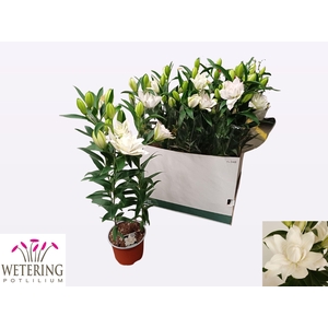 LIL OR SUN DB BOUNTY