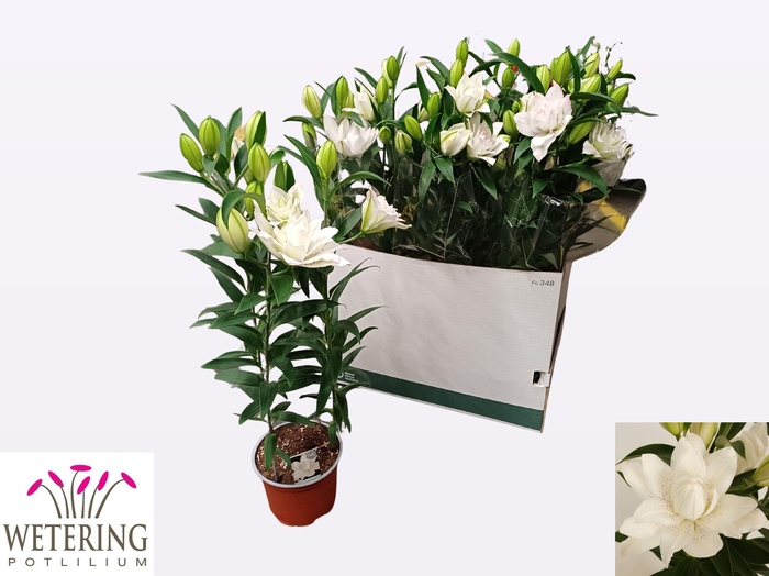 <h4>LIL OR SUN DB BOUNTY</h4>