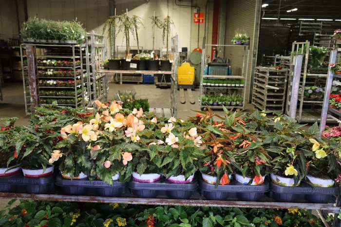 <h4>Bego Waterfall Mixk 1 Kleur Per Tray</h4>