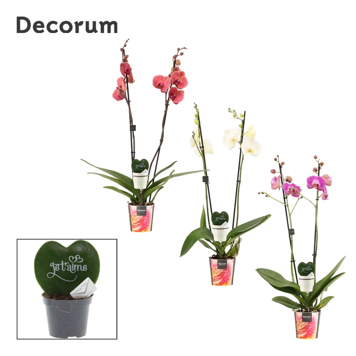 <h4>Phalaenopsis 2 tak 16+ mix met Hoya Kerrii printz Je t'aime</h4>