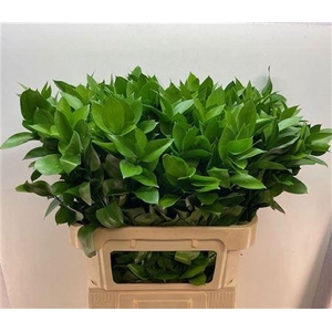 RUSCUS HYPOPHYLLUM 80CM
