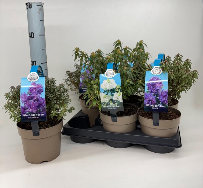 <h4>RHOD HIPPOPHAEOIDES</h4>