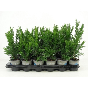 Chamaecyparis obtusa