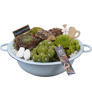 PTS7327 Arrangement Sempervivum in metalen schaal
