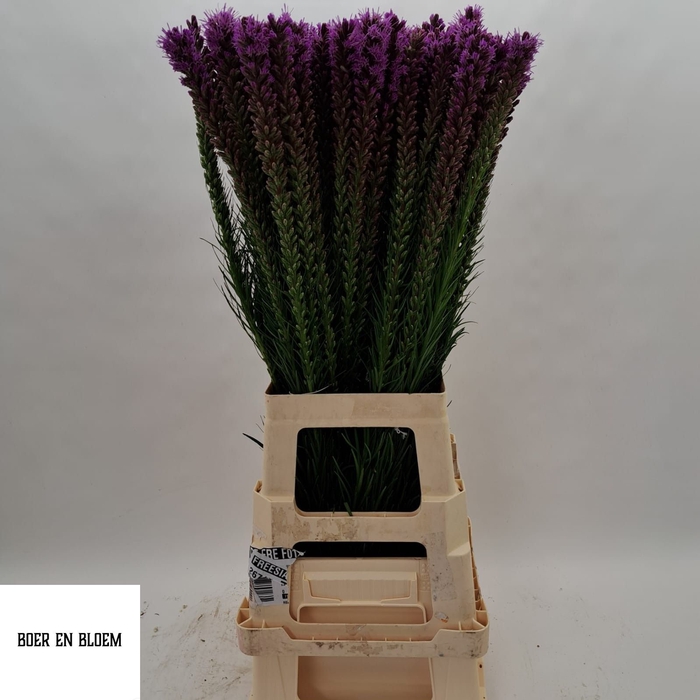 <h4>LIATRIS SPICATA</h4>