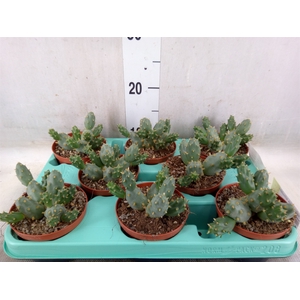 Tephrocactus articulatus
