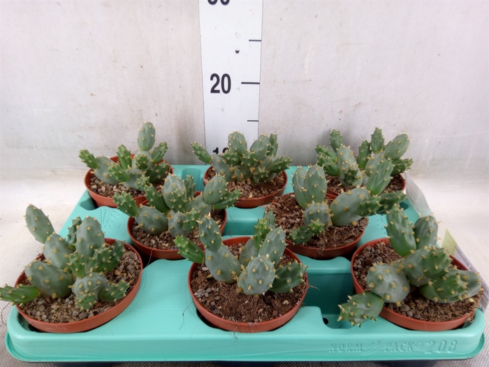 <h4>Tephrocactus articulatus</h4>