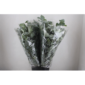 Euca Cinerea 200gr Jong P Bunch