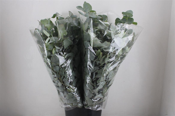 <h4>Euca Cinerea 200gr Jong P Bunch</h4>