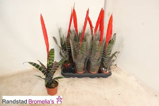 <h4>VRIES SPLENRIET</h4>