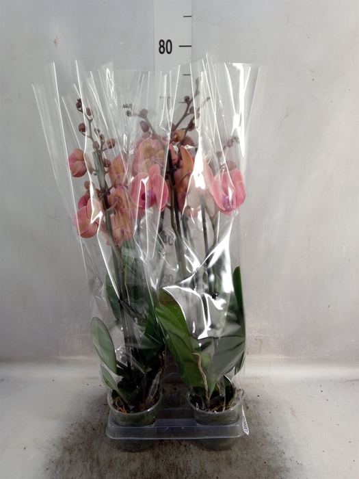 <h4>Phalaenopsis  'Asian Coral'</h4>