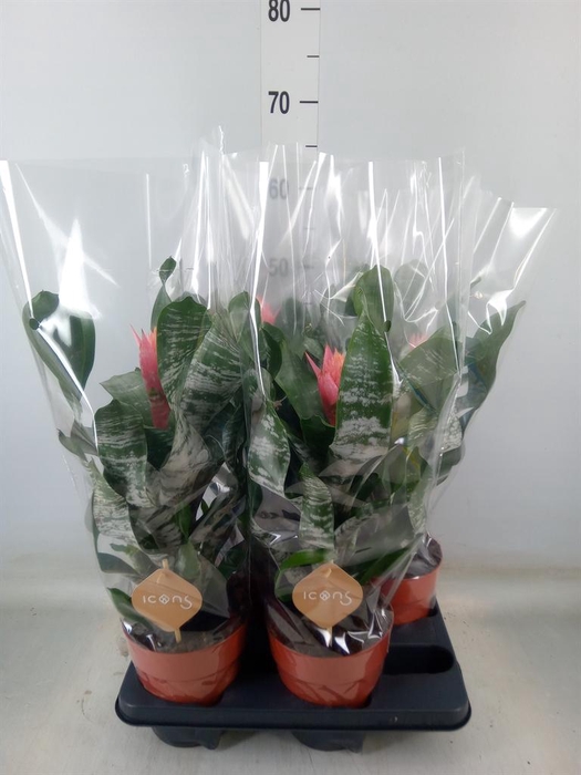 <h4>Aechmea   ...</h4>