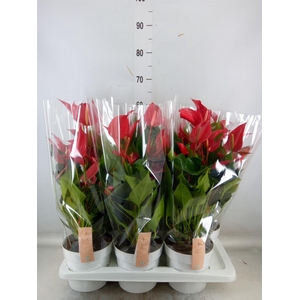 Anthurium  'Banderola Roja'