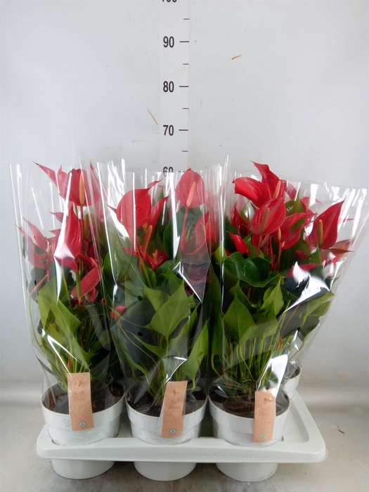 <h4>Anthurium 'Banderola Roja'</h4>
