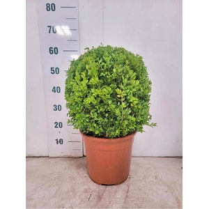 BUXU SEMPERVIRENS