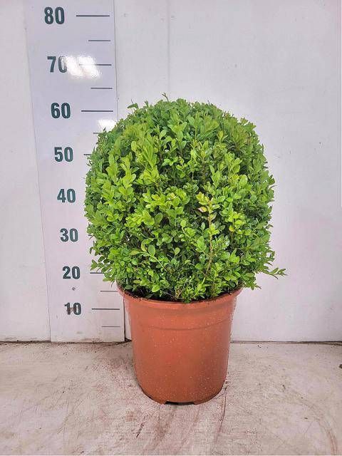 <h4>BUXU SEMPERVIRENS</h4>