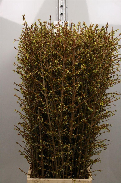 <h4>Forsy I Spectabilis</h4>