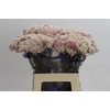 Ozothamnus Cooks Tall Pink