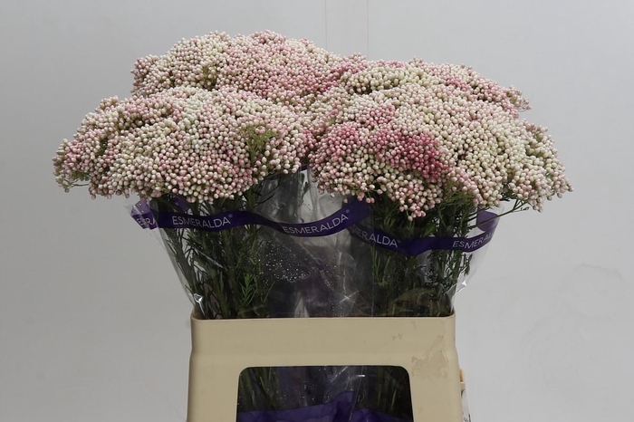 <h4>Ozothamnus Cooks Tall Pink</h4>