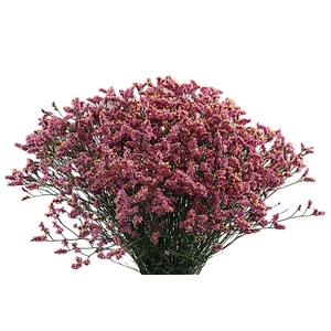 Limonium Princess Diamond Tonie