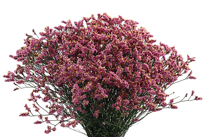 <h4>Limonium Princess Diamond Tonie</h4>