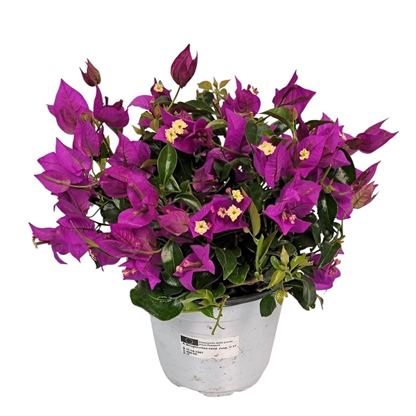 <h4>Bougainvillea Sanderiana Bush</h4>