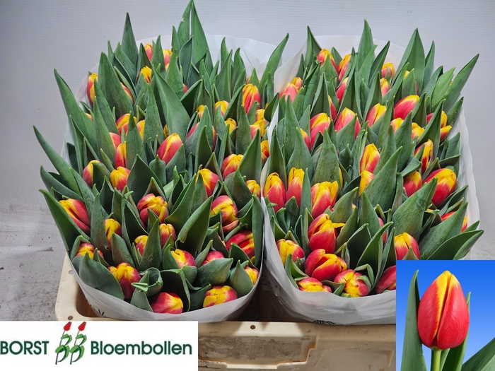 <h4>TU EN RAMBO</h4>