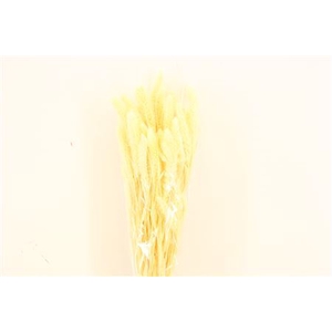 Dried Setaria Bleached Bunch