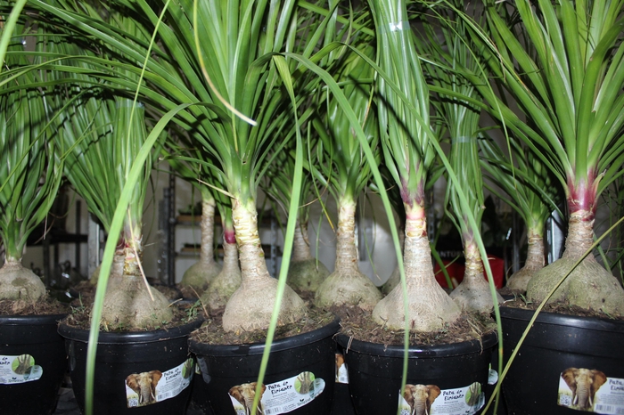 <h4>BEAUCARNEA P24</h4>