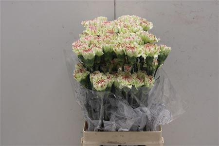 <h4>Di St Arthemis</h4>