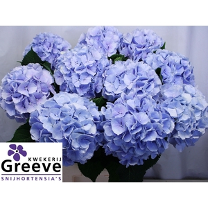 Hydr Verena Blue Greeve