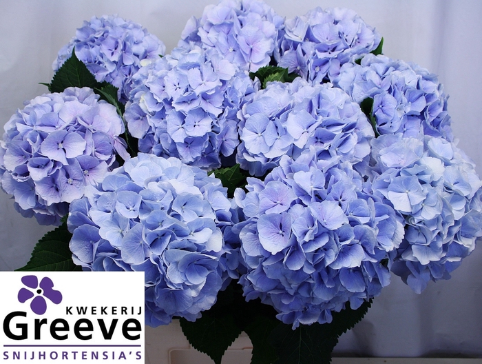 <h4>Hydr Verena Blue Greeve</h4>