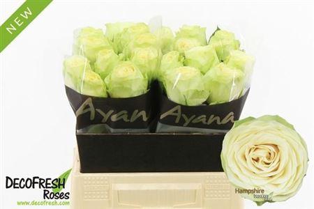 <h4>R Gr Hampshire!</h4>