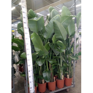 Strelitzia nicolai