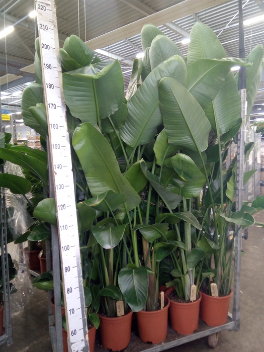 <h4>Strelitzia nicolai</h4>
