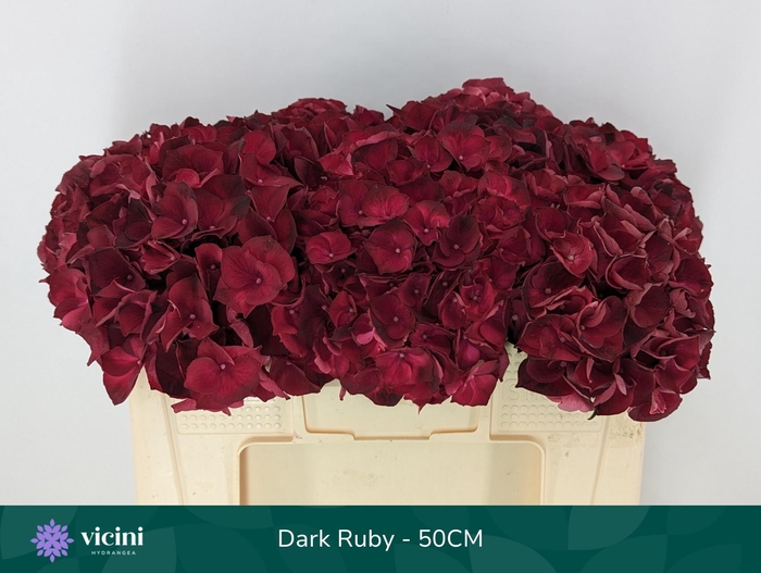 <h4>HYDR M MAG DARK RUBY</h4>