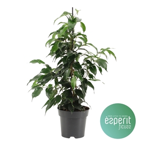 Ficus benjamina Danielle®