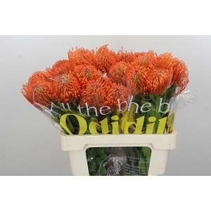 Nutans Ayoba Mandarin Zest