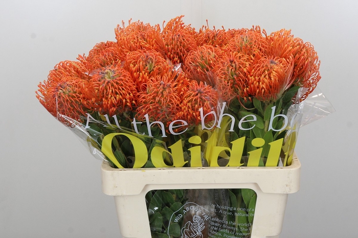 <h4>Nutans Ayoba Mandarin Zest</h4>