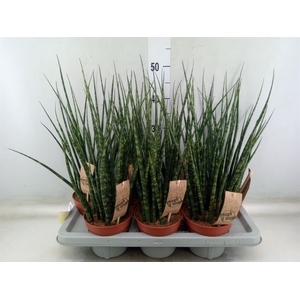 Sansevieria  'Fernwood'