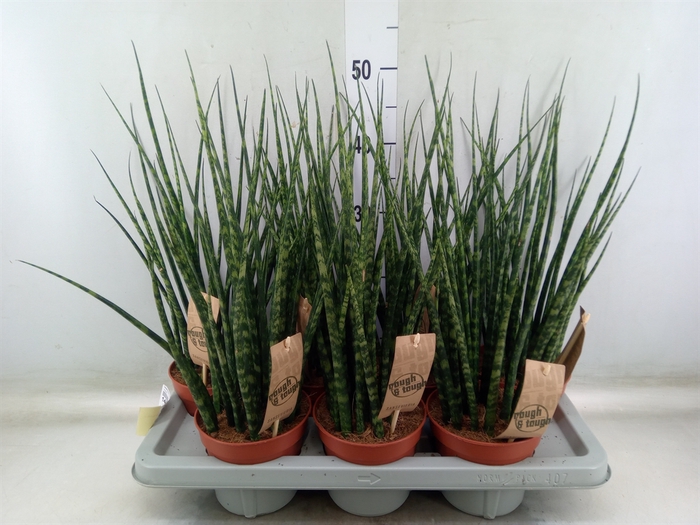 <h4>Sansevieria  'Fernwood'</h4>