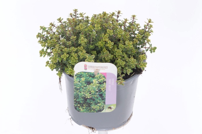 <h4>Thymus citr. Lemon Variegata</h4>