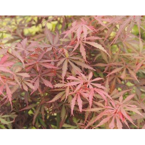 Acer palmatum
