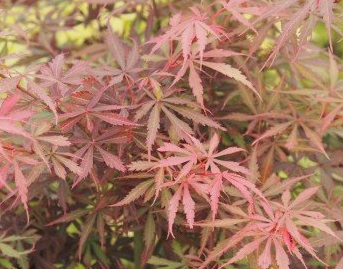 <h4>Acer palmatum</h4>