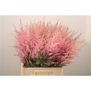 Astilbe Erika Pink